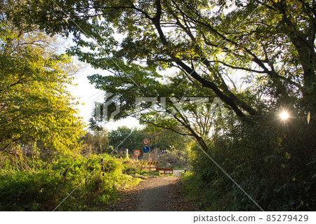 Autumn walking path Autumn walking path 85279429