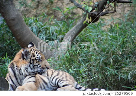 Child tiger Child tiger 85279509