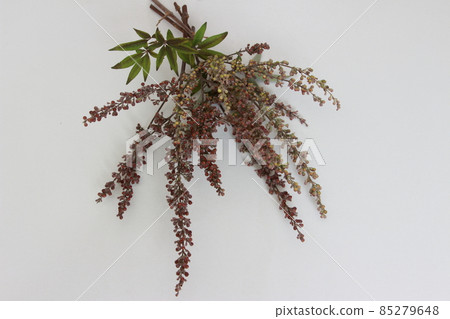 胸樹（調節女性荷爾蒙平衡） 85279648