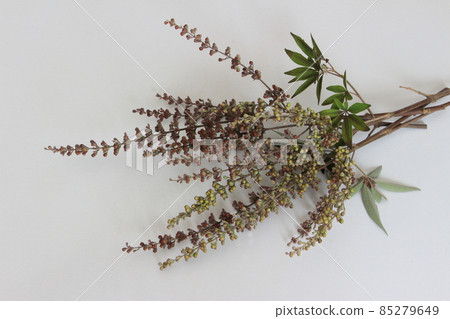 胸樹（調節女性荷爾蒙平衡） 85279649