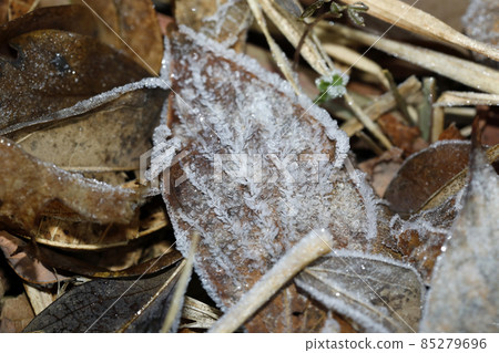 Frozen defoliation 85279696