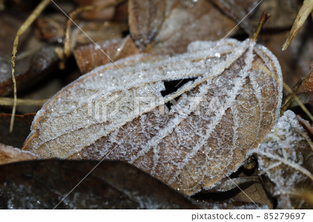 Frozen defoliation 85279697