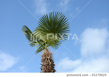 A shroud tree 85279820