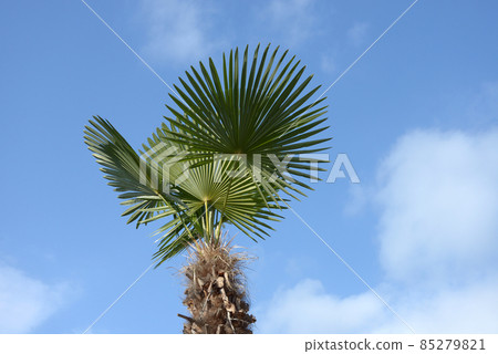 A shroud tree A shroud tree 85279821