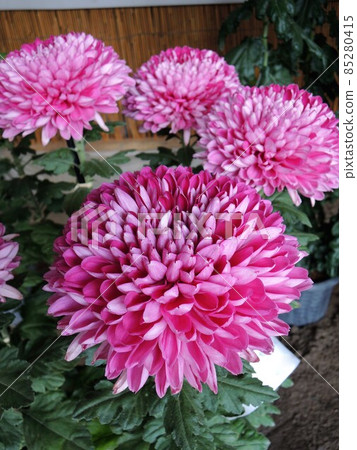 Classic chrysanthemum pink Yahiko Shrine Classic chrysanthemum pink Yahiko Shrine 85280415