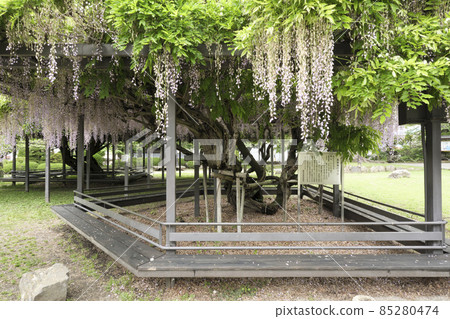 長野縣諏訪市高島公園的紫藤花 85280474