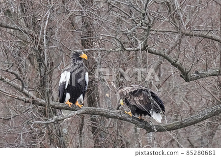 Steller's sea eagle and white-tailed eagle perching on a tree 85280681