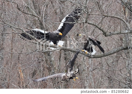 Steller's sea eagle assault 85280682