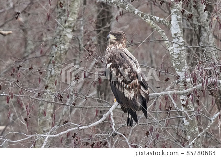 棲息在樹的幼小白尾鷹 85280683
