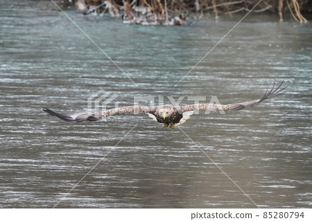 White-tailed eagle looking for prey 85280794