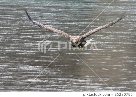 White-tailed eagle looking for food 85280795