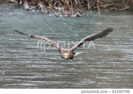 White-tailed eagle looking for fish 85280796