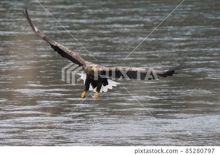 White-tailed eagle that caught food 85280797