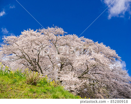 櫻花和藍天 85280918
