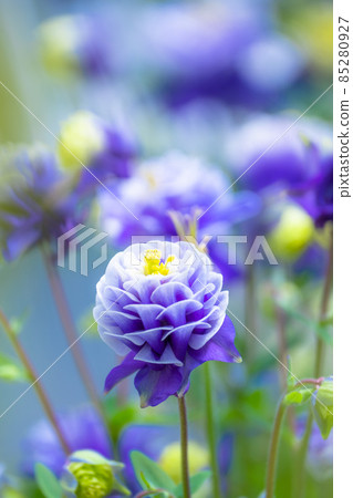 Flower of Aedamaki 85280927