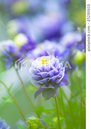 Flower of Aedamaki 85280928