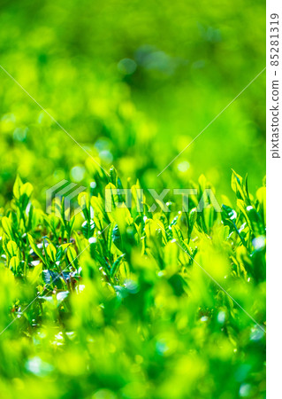 Young leaves and sprouts of tea leaves 85281319