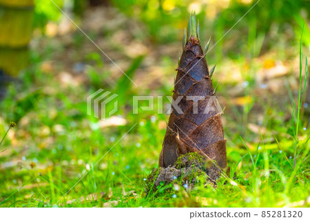 Bamboo shoot bamboo shoots 85281320