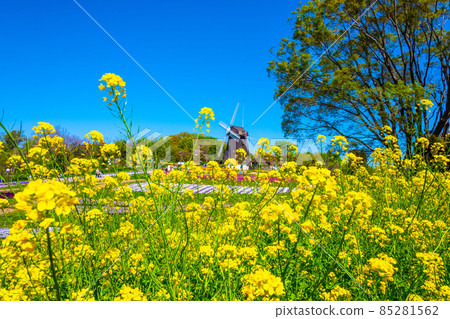 鶴見綠地的油菜花和風車 85281562