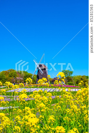 鶴見綠地的油菜花和風車 鶴見綠地的油菜花和風車 85281563