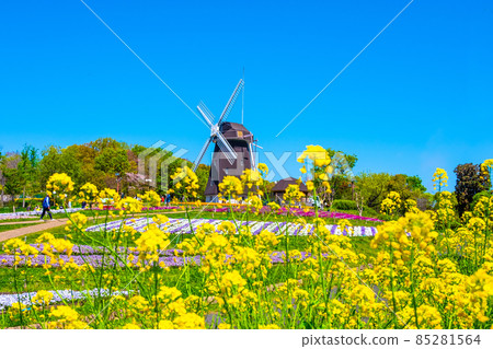 鶴見綠地的油菜花和風車 85281564