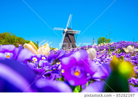 Viola and windmill in Tsurumi Ryokuchi 85282197