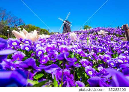 Viola and windmill in Tsurumi Ryokuchi 85282203