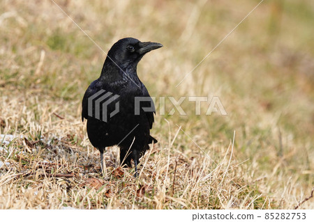 Cute carrion crow Cute carrion crow 85282753