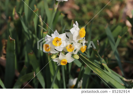 White Japanese daffodil flowers blooming in the winter garden 85282914