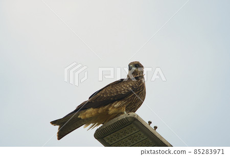 A Black Kite(Milvus migrans) is parked on the street light. 85283971