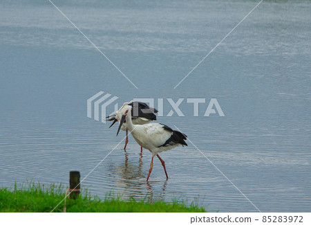 An Oriental Stork(Ciconia boyciana) with leg ring number A20. Another one catching fish. 85283972