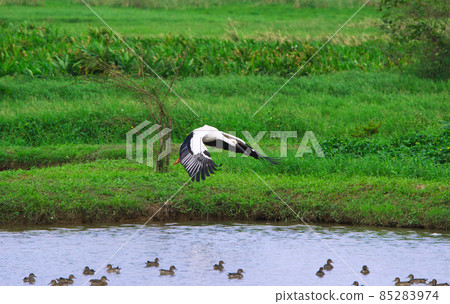 Oriental Stork(Ciconia boyciana) spread their wings on the water pond. Oriental Stork(Ciconia boyciana) spread their wings on the water pond. 85283974