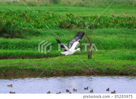 Oriental Stork(Ciconia boyciana) spread their wings on the water pond. Oriental Stork(Ciconia boyciana) spread their wings on the water pond. 85283975