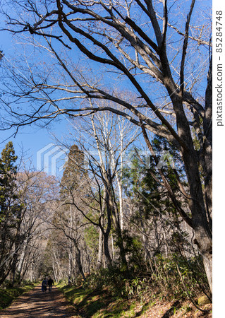 [Nagano Prefecture] Togakushi Shrine Okusha 85284748