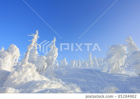 Rime on trees, hoarfrost, Zao 85284902