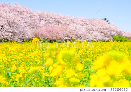 Gyodo Shrine 85284912