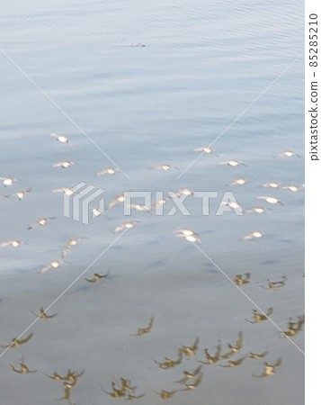A flock of waterfowl flying in the sea 85285210
