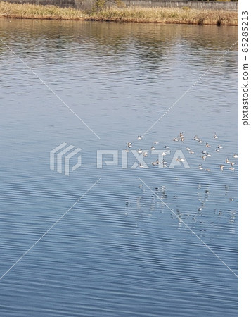 A flock of waterfowl flying in the sea 85285213