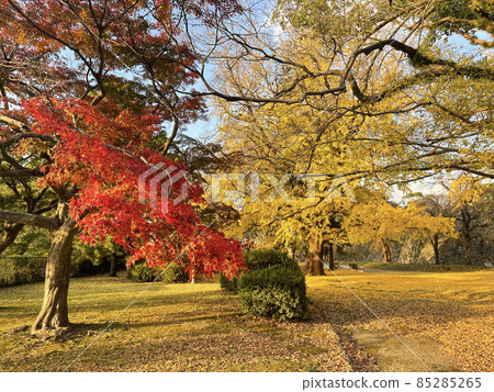 Maizuru Park, Jonai, Chuo-ku, Fukuoka City, Fukuoka Prefecture, Fukuoka Castle Ruins, Ishigaki, Autumn Leaves 85285265