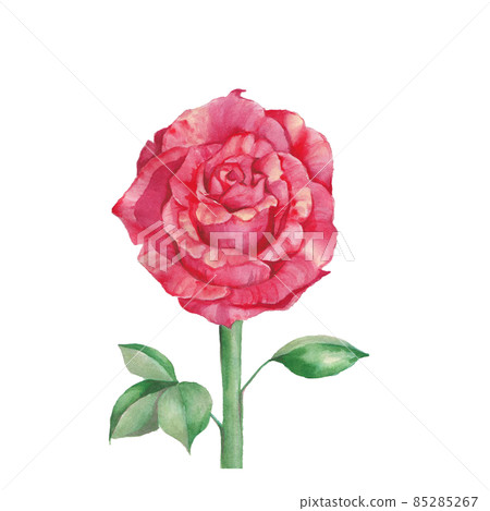 Watercolor red roses - Stock Illustration [85285267] - PIXTA