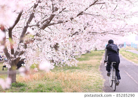 稻城北綠地公園櫻花 稻城北綠地公園櫻花 85285290