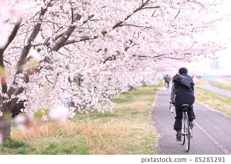 稻城北綠地公園櫻花 85285291