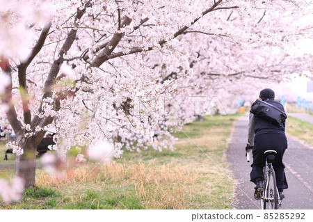 稻城北綠地公園櫻花 稻城北綠地公園櫻花 85285292