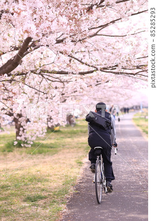 Inagi North Green Space Park Sakura Inagi North Green Space Park Sakura 85285293
