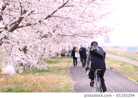 稻城北綠地公園櫻花 稻城北綠地公園櫻花 85285294