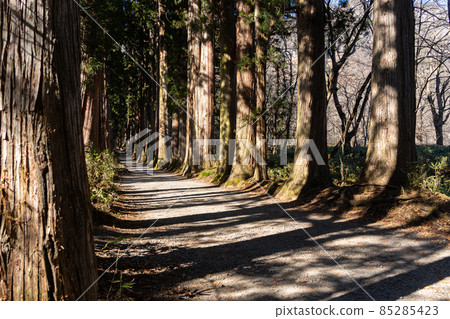 [Nagano Prefecture] Togakushi Shrine Okusha 85285423