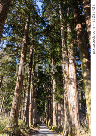[Nagano Prefecture] Togakushi Shrine Okusha 85285428