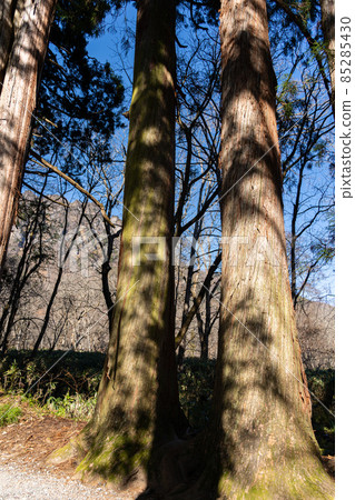 [Nagano Prefecture] Togakushi Shrine Okusha 85285430