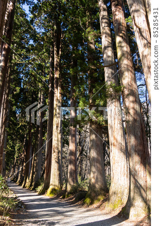 [Nagano Prefecture] Togakushi Shrine Okusha 85285431