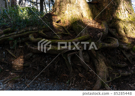 [長野縣]戶隱神社奧社 85285448